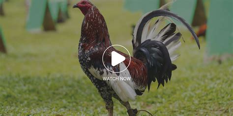 WATCH: Salto Gamefowl Feeds celebrated and kicked off its.